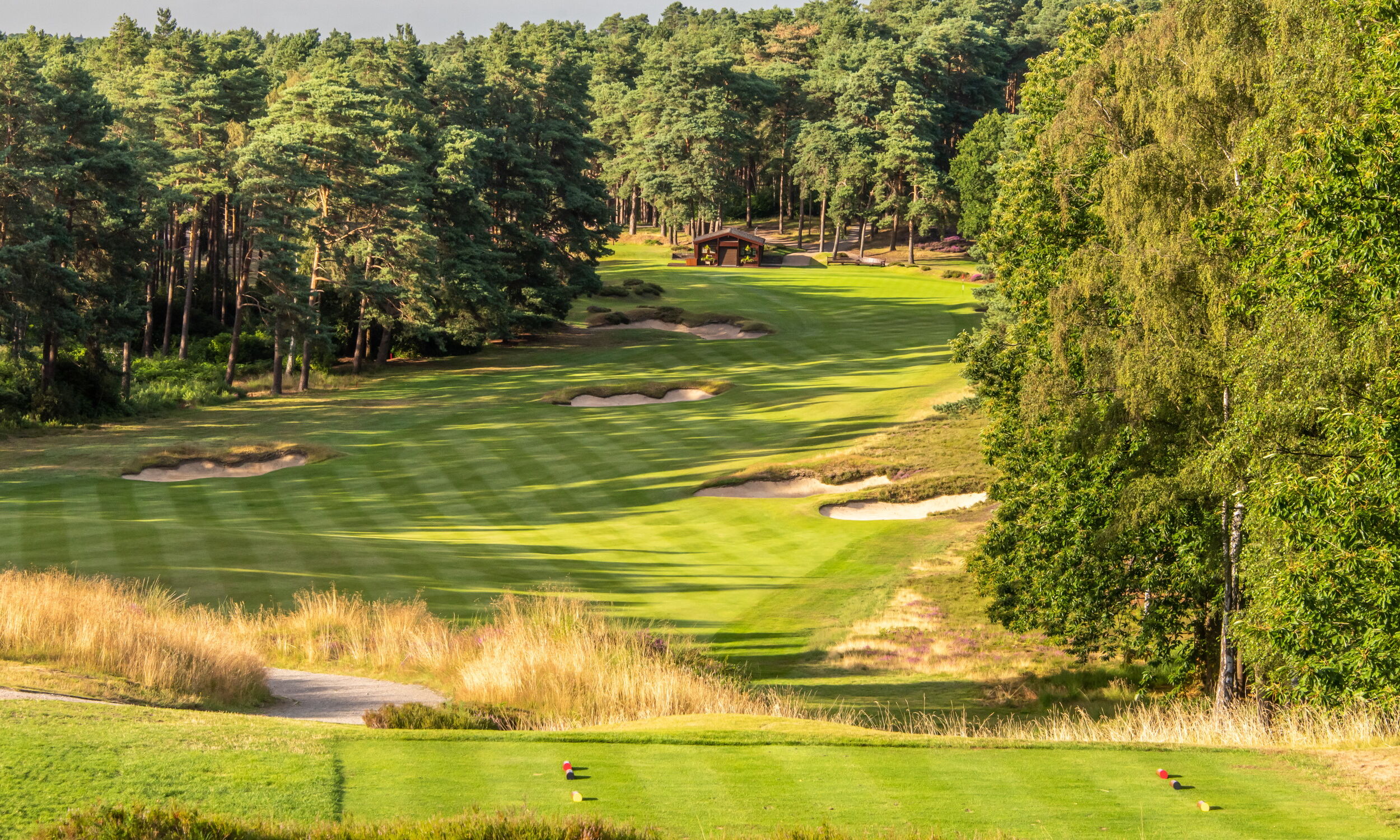 A fairway lined with heather and Scots pine at Sunningdale